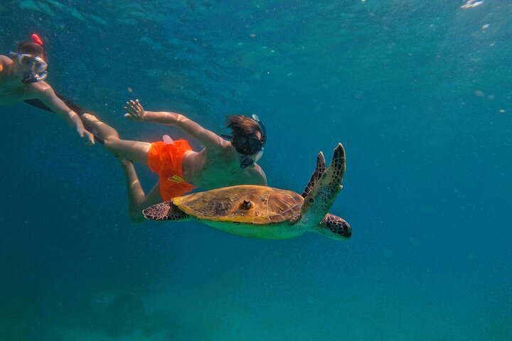 Experience the joy of swimming alongside majestic turtles in Fujairah's clear waters. After an unforgettable adventure unwind with a scenic drive stopping at stunning landmarks.